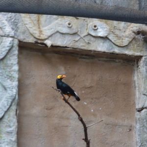 Yellow Faced Mynah in Tropical Realm