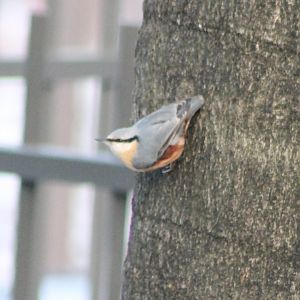 European nuthatch