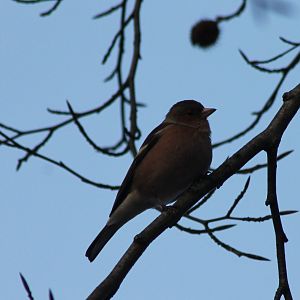 Chaffinch