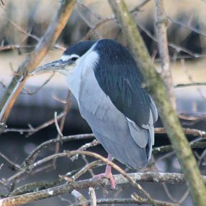 Black-crowned night heron