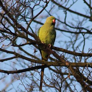 Rose-ringed parakeet
