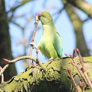 Rose-ringed parakeet