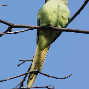 Rose-ringed parakeet