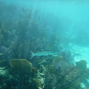Barracuda and reef
