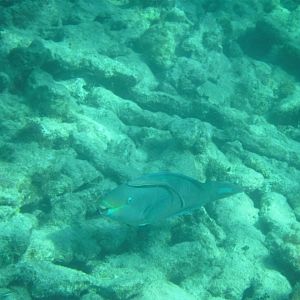 Stoplight Parrotfish and Remora
