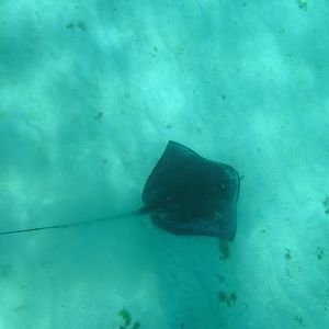 Southern stingray