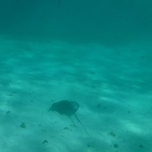 Southern stingray