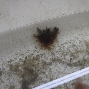 Decorator crab ID