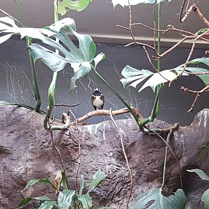 Chestnut-backed ground-thrush