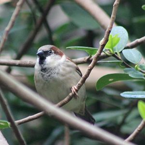 House sparrow