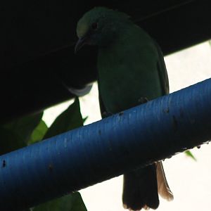 Golden-fronted leafbird