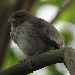 Young Blue-black grassquit