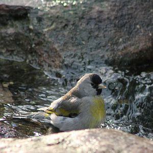 Bathing Lawrence goldfinch