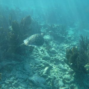 Hawksbill Sea Turtle swimming along reef