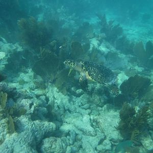Hawksbill Sea Turtle swimming along reef