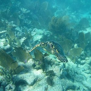 Hawksbill Sea Turtle swimming along reef
