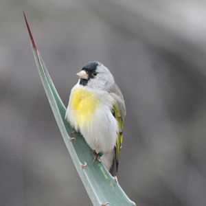 Lawrence goldfinch