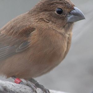 Ultramarine grosbeak - Female