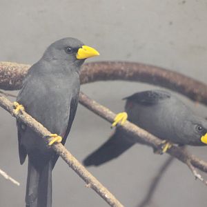 Scissor-billed starlings