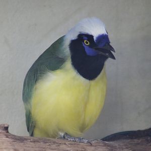 Inca green jay