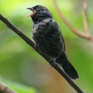 Blue-black grassquit