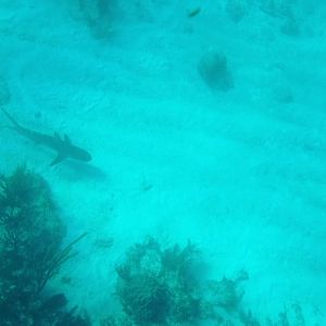 Blacktip reef shark