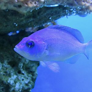 Blue hamlet- John Pennekamp Coral Reef State Park Visitor Center and Aquarium
