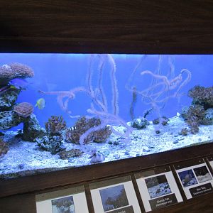 Inhabitants of the Outer Reef Tank- John Pennekamp Coral Reef State Park Visitor Center and Aquarium