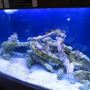 Lionfish tank- John Pennekamp Coral Reef State Park Visitor Center and Aquarium