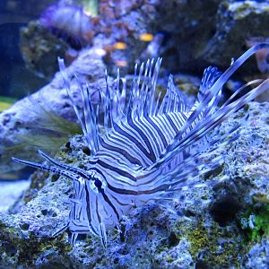 Red lionfish- John Pennekamp Coral Reef State Park Visitor Center and Aquarium