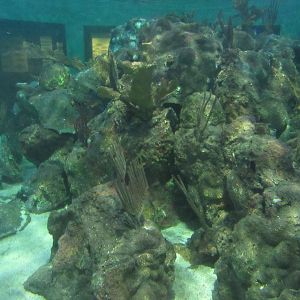 Grouper tank- John Pennekamp Coral Reef State Park Visitor Center and Aquarium
