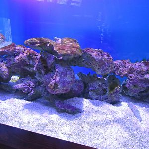 Tank- John Pennekamp Coral Reef State Park Visitor Center and Aquarium