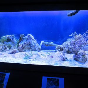 Symbiotic Relationships Tank- John Pennekamp Coral Reef State Park Visitor Center and Aquarium