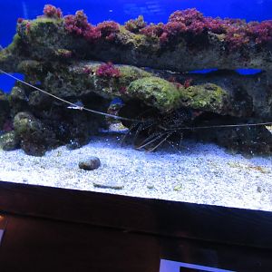 The Spiny Lobster tank- John Pennekamp Coral Reef State Park Visitor Center and Aquarium