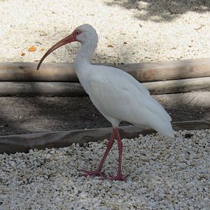 American White Ibis
