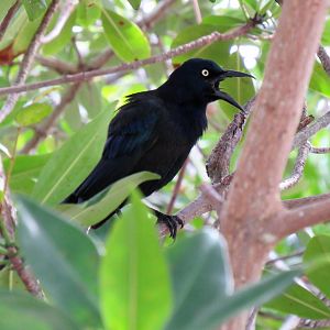 Common Grackle