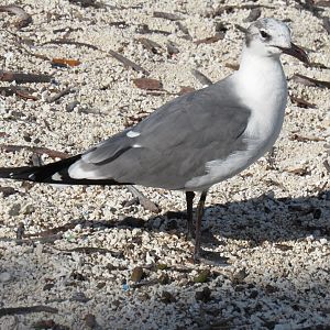 Juvenile Laughing Gull