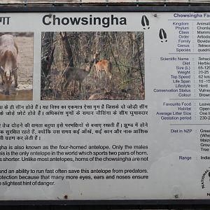 signage for Chousingha (Tetracerus quadricornis)