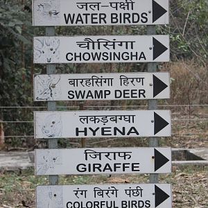 signage, pointing to the Chousingha (Tetracerus quadricornis)