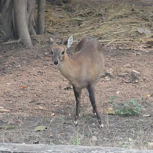 Chousingha (Tetracerus quadricornis)