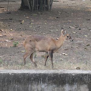 Chousingha (Tetracerus quadricornis)