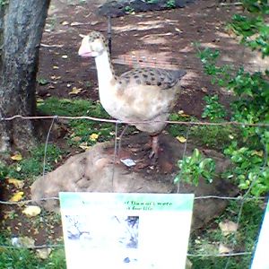 Honolulu Zoo Extinct Goose Model