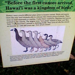Honolulu Zoo Extinct Goose Sign