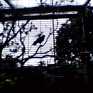 Honolulu Zoo Hawaiian Hawk Exhibit