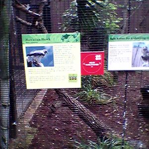 Honolulu Zoo Hawk exhibit sign