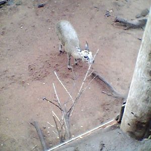Honolulu Zoo Klipspringer
