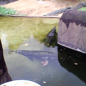 Honolulu Zoo Gharials