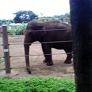 Honolulu Zoo elephant