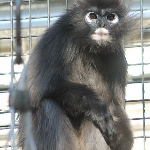 Spectacled - Dusky - langur