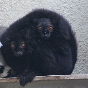 Black lemurs